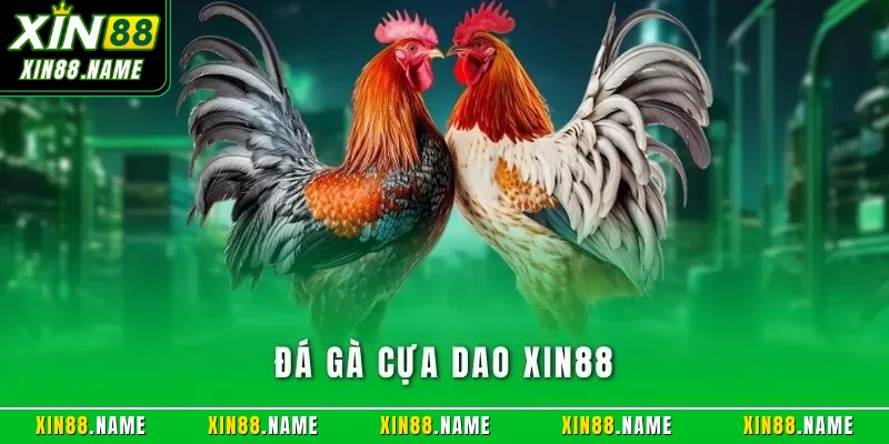 Đá gà cựa dao XIN88