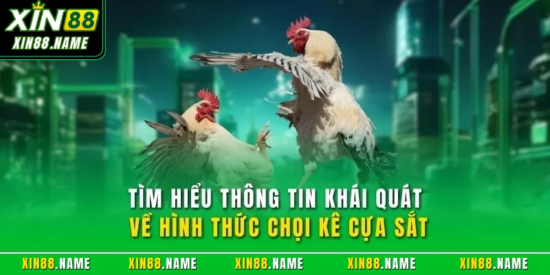Tìm hiểu thông tin khái quát về hình thức chọi kê cựa sắt